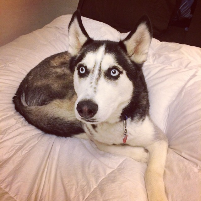 hot-doctor-husky-mike-17