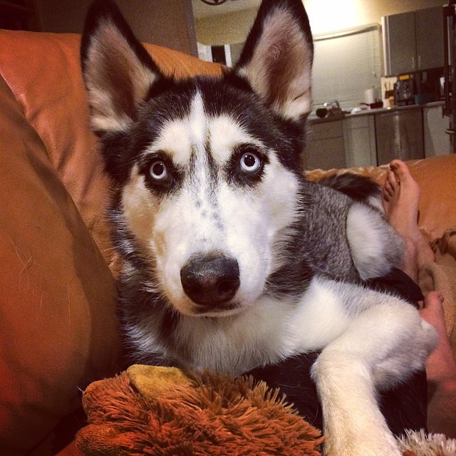 hot-doctor-husky-mike-2 hot-doctor-husky-mike-2