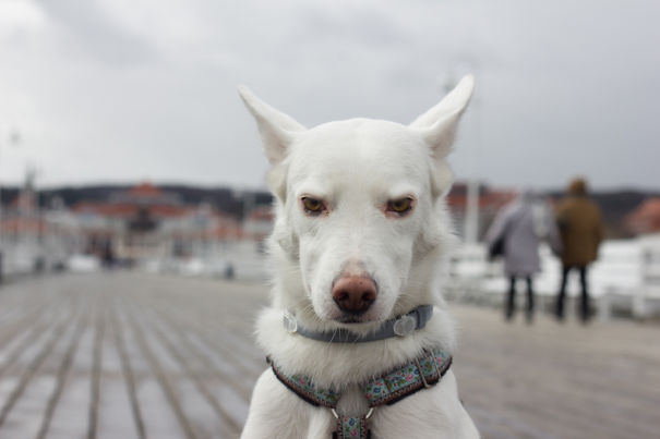 White Swiss Shepherd X Kelpie Mix :) Misha