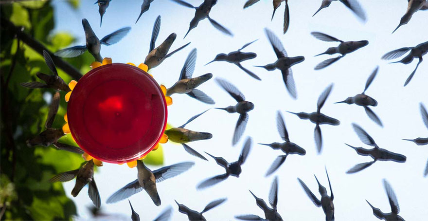 hummingbird-feeder-long-exposure-angled-mirror-1