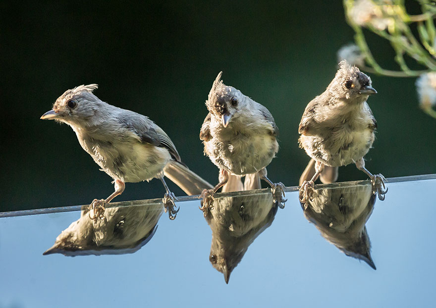 hummingbird-feeder-long-exposure-angled-mirror-10