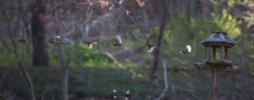 hummingbird-feeder-long-exposure-angled-mirror-11