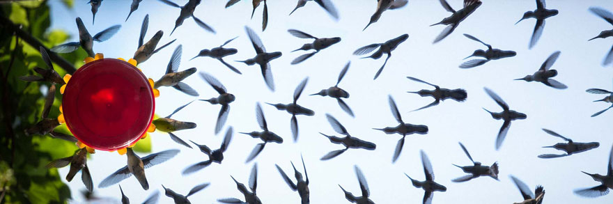 hummingbird-feeder-long-exposure-angled-mirror-2