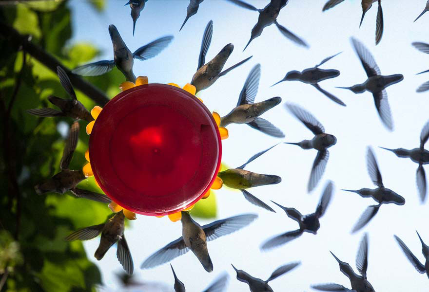 hummingbird-feeder-long-exposure-angled-mirror-3