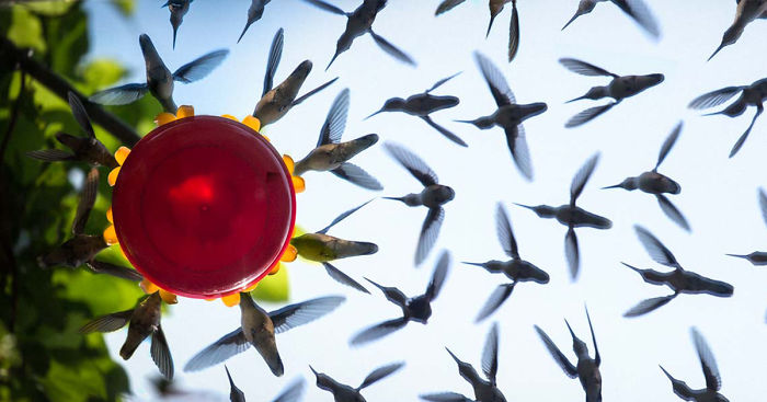 Technologist Puts Angled Mirror Under Hummingbird Feeder And Spends Hours Recording Their Activity
