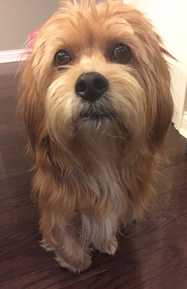 Lhasa Apso/american Eskimo : Beagle/pittbull