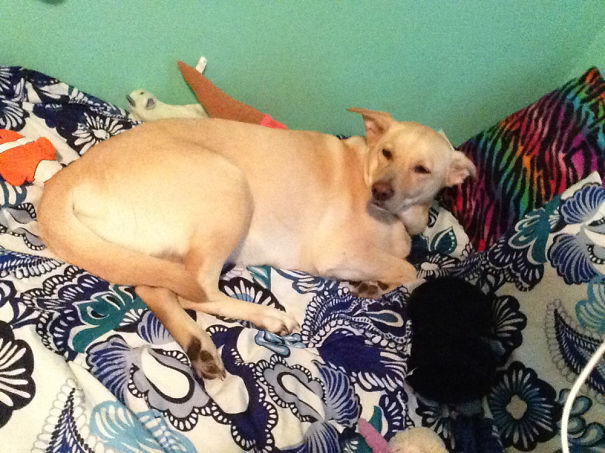 Hound+german Shepard+lab Bella