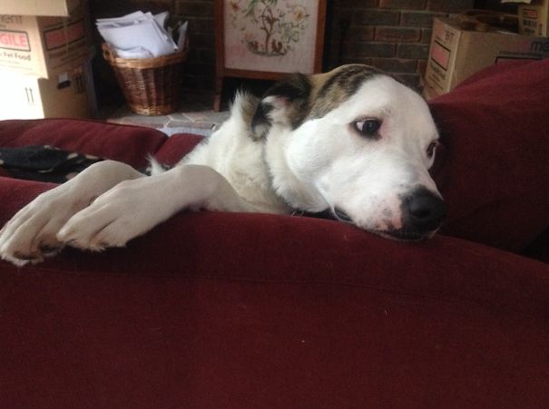 Odie - Staffy X Collie