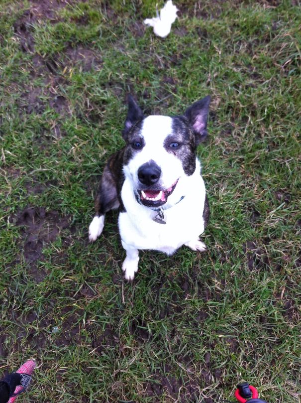 Sweep (odie's Brother) - Staffy X Collie