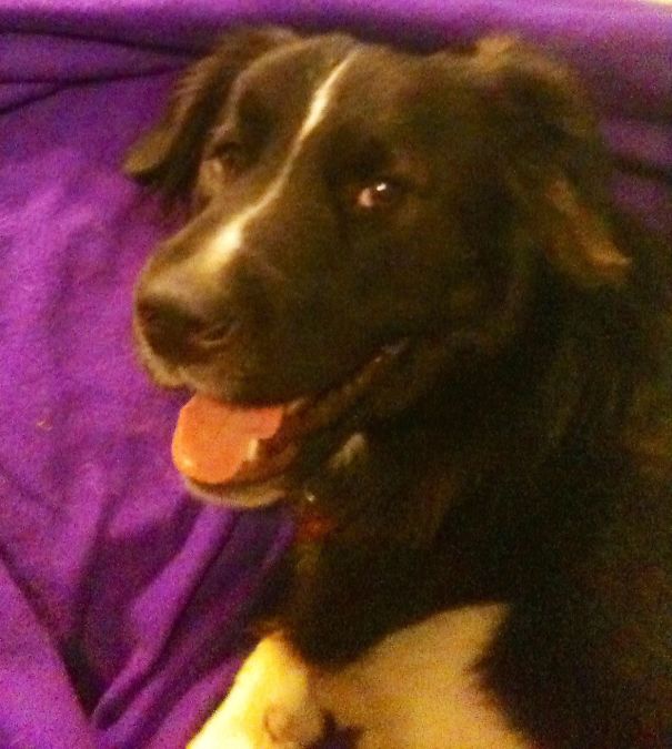 My Gorgeous Borador Loki