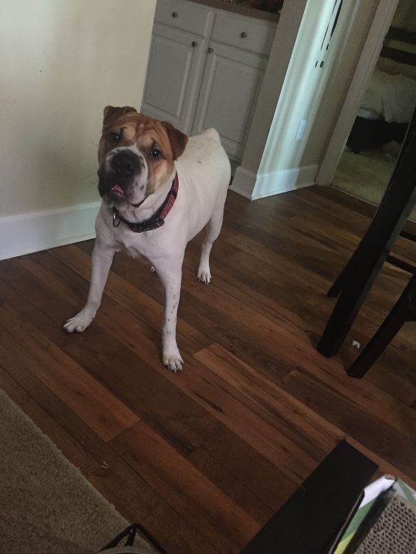 English Bulldog/share Pei 100% Wrinkles