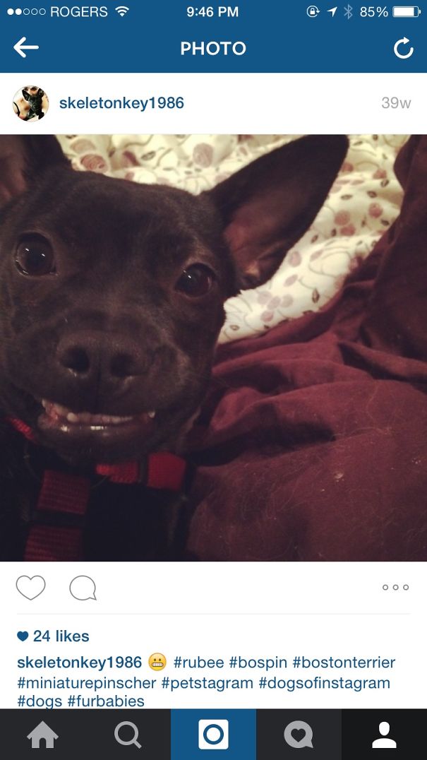 Boston Terrier X Min Pin