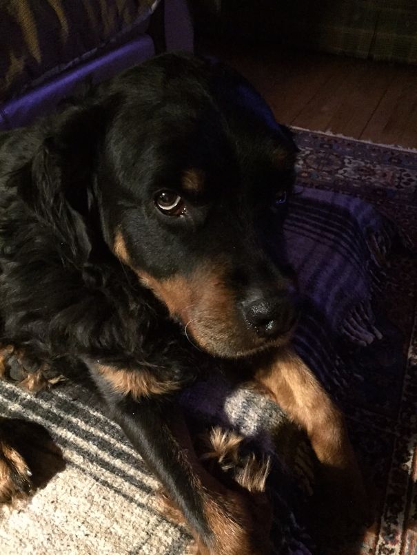 Bodhi: Rotti/golden/mystery Hound