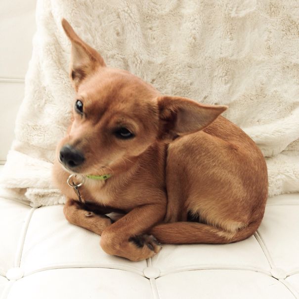 Whiphuahua (whippet And Chihuahua)