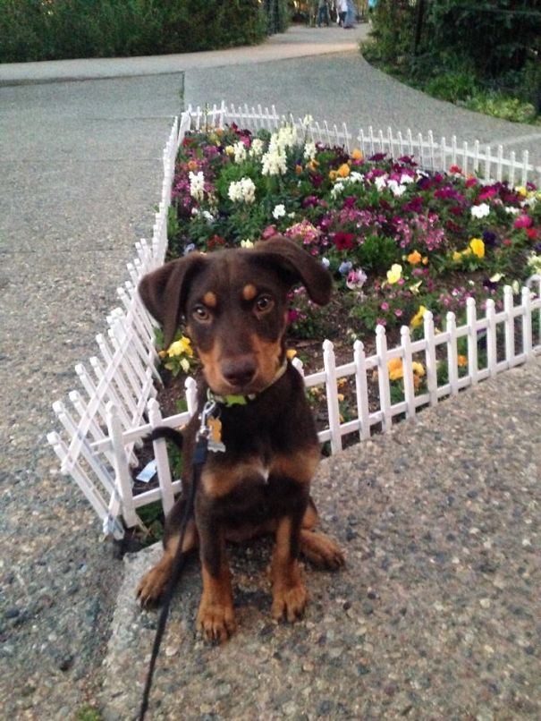 Rottweiler, Border Collie, Chocolate Lab Mix