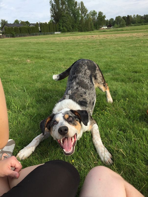 Wesley- 1/2 Blue Heeler, 1/4 Australian Shepherd,1/4 Lab