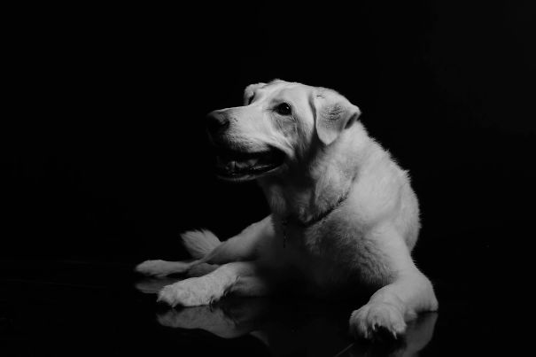 Huskador- Husky X Black Lab