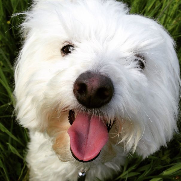 Choodle (poodle + Chiwawa)