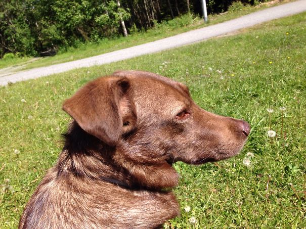 This Is My Lovely Dog, A True Street Mix. I Don't Know What Races She Concist Of.