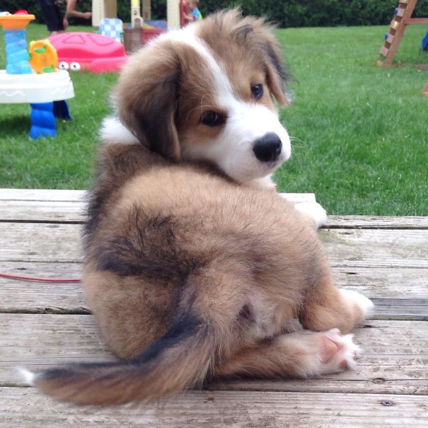 My Puppy Jack, An Australian Shepard And Lab Mix