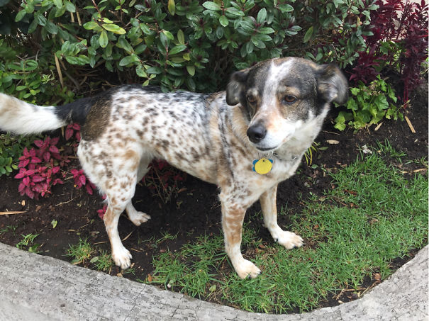 Maggie - Our Rescue In Ecuador. No Idea What She Is, But Definitely A Unique Beauty...