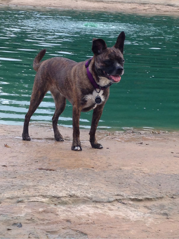 My Sweet Boston Terrier + Australian Cattle Dog + Manchester Terrier Mix, Daisy.