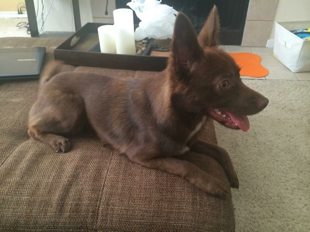 Pomrador? Emmie Is A Pomeranian Lab/pitbull Mix :)