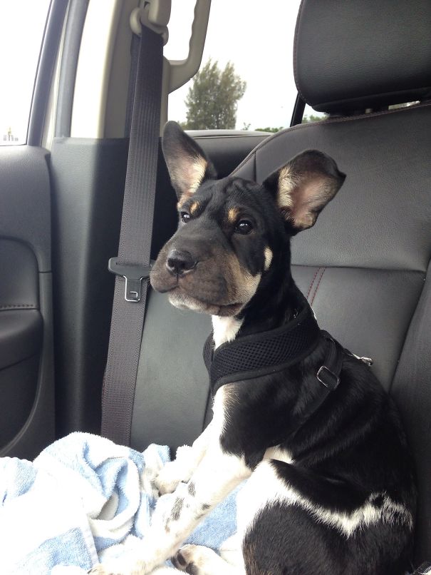 Finn-the Jackapei Chihuahua