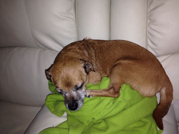 Chihuahua & Miniature Pinscher & Pekingese