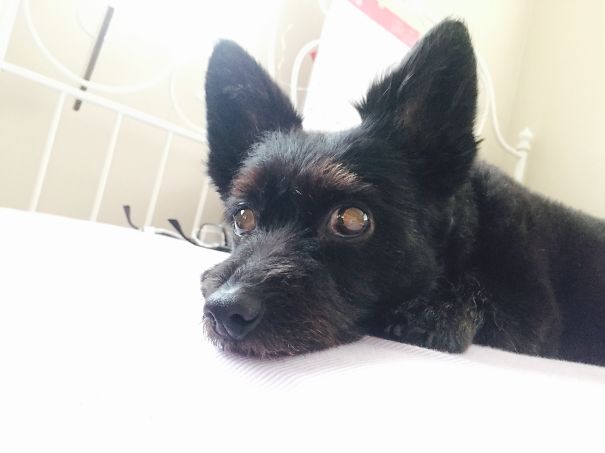 Vivi (schipperke, Maltese Mix)