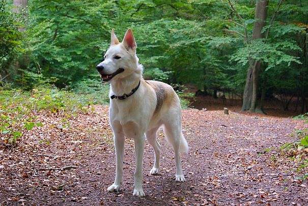 Logan... Husky X Gsd