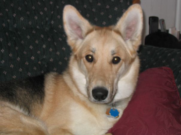 Shepsky (shephard And Husky)