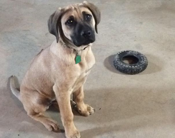 Jax My Labradesian Puppy