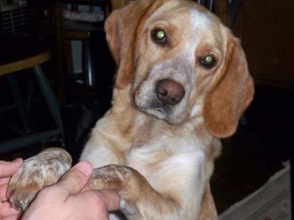 Labeagle Lab Beagle X