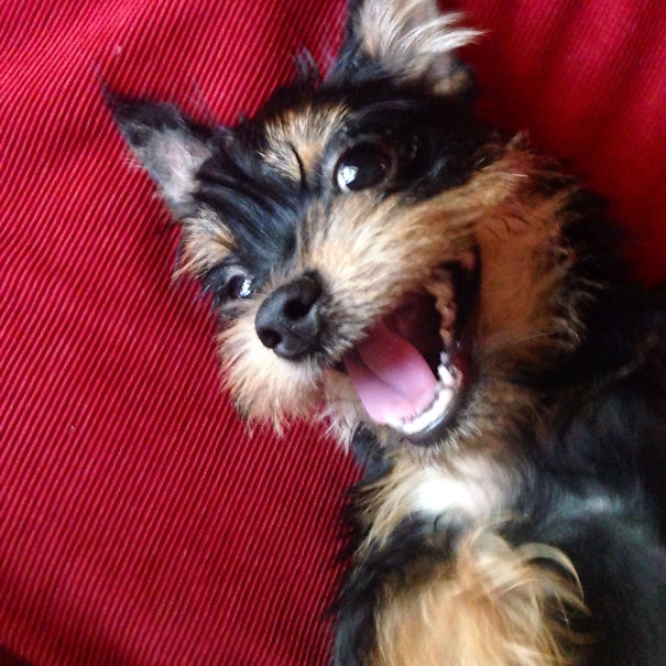 Yomipintzu ( Half Mini Pinscher Half Shih Tzu