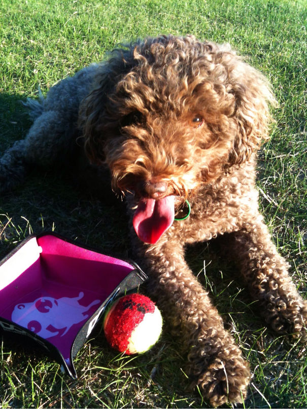 Labradoodle (labrador+poodle)