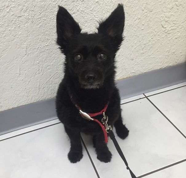 Vivi (schipperke And Maltese Mix)
