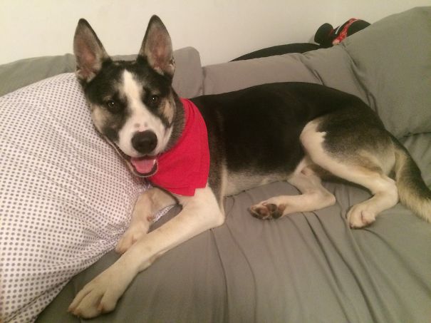 German Shepherd +akita Mix