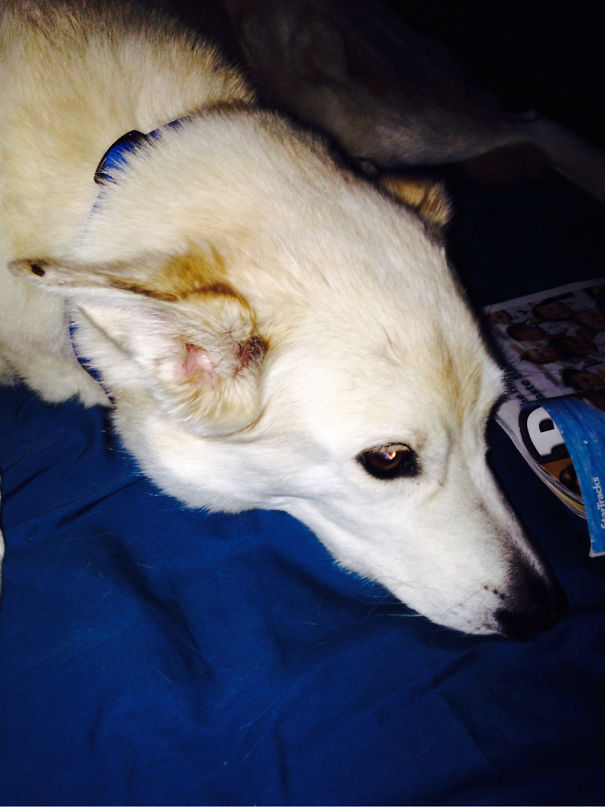 Eddie Is German Shepherd And Chow... He's My Baby