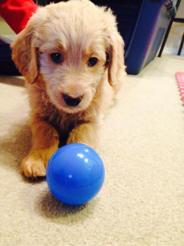 Goldendoodle Puppy