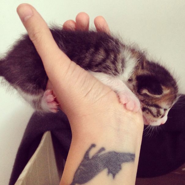 Simple cat tattoo on wrist with hand holding a kitten, illustrating cat lover's design.