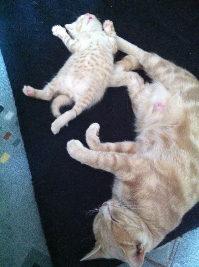 My Cat With Her Kitty