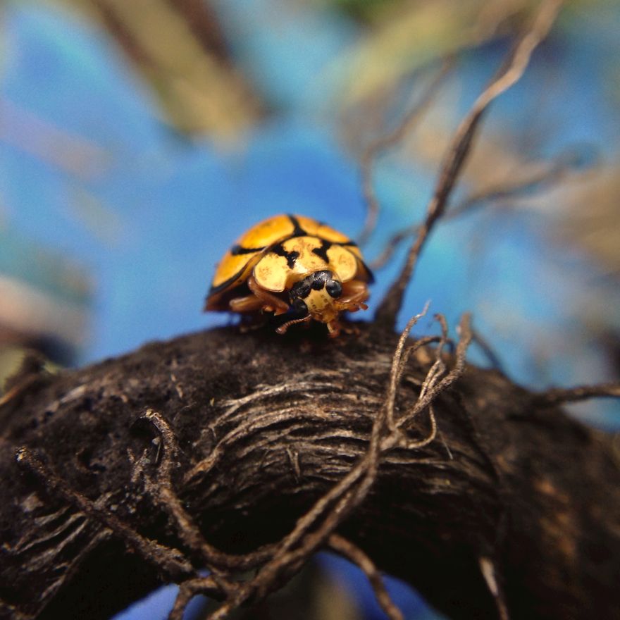 I Capture The Worlds Beneath Our Feet Using My Iphone And A Small Macro Lens I Capture The Worlds Beneath Our Feet Using My Iphone And A Small Macro Lens