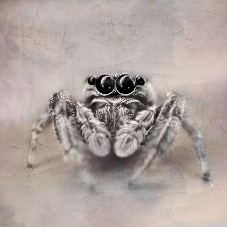 I Capture The Worlds Beneath Our Feet Using My Iphone And A Small Macro Lens I Capture The Worlds Beneath Our Feet Using My Iphone And A Small Macro Lens