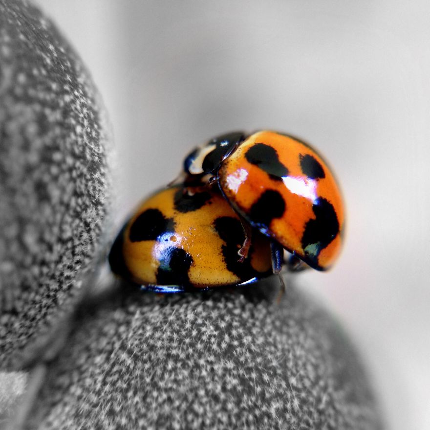 I Capture The Worlds Beneath Our Feet Using My Iphone And A Small Macro Lens I Capture The Worlds Beneath Our Feet Using My Iphone And A Small Macro Lens