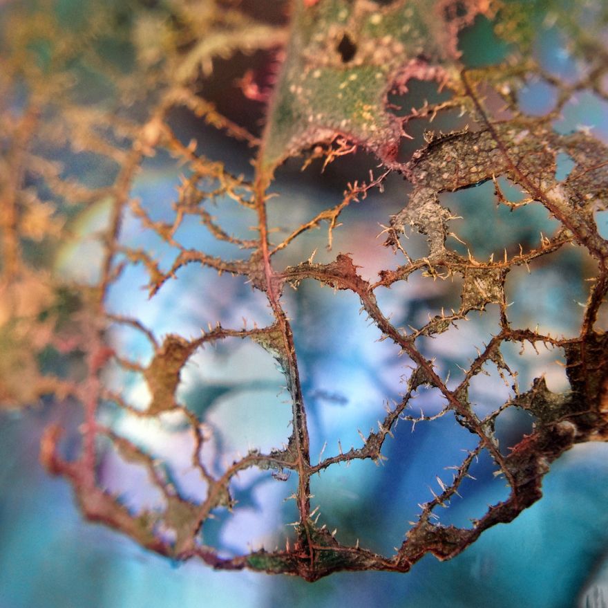 I Capture The Worlds Beneath Our Feet Using My Iphone And A Small Macro Lens I Capture The Worlds Beneath Our Feet Using My Iphone And A Small Macro Lens