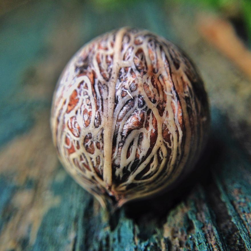 I Capture The Worlds Beneath Our Feet Using My Iphone And A Small Macro Lens I Capture The Worlds Beneath Our Feet Using My Iphone And A Small Macro Lens