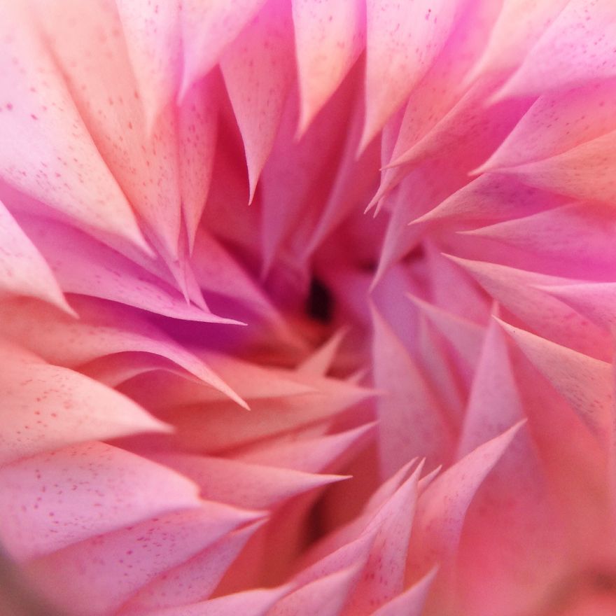 I Capture The Worlds Beneath Our Feet Using My Iphone And A Small Macro Lens I Capture The Worlds Beneath Our Feet Using My Iphone And A Small Macro Lens