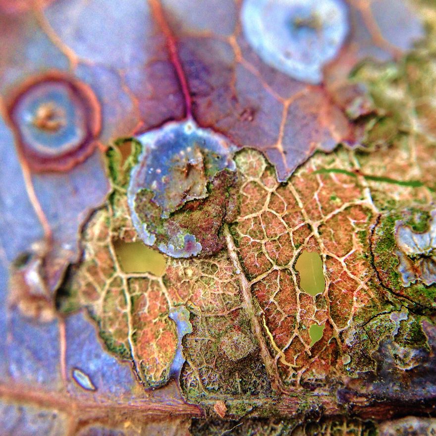 I Capture The Worlds Beneath Our Feet Using My Iphone And A Small Macro Lens I Capture The Worlds Beneath Our Feet Using My Iphone And A Small Macro Lens