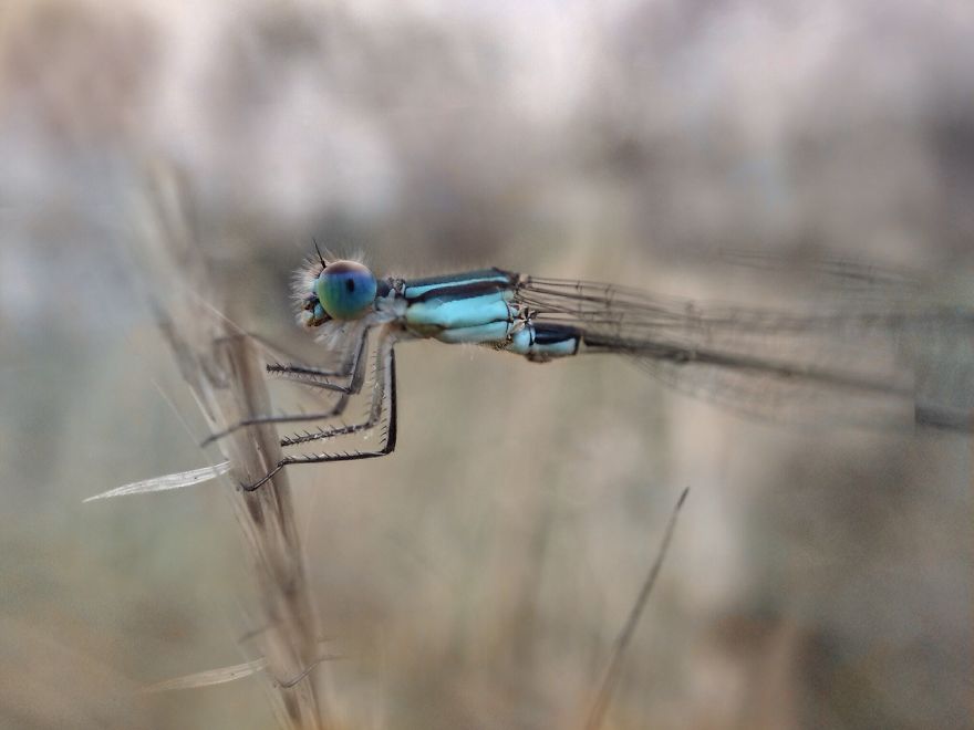 I Capture The Worlds Beneath Our Feet Using My Iphone And A Small Macro Lens I Capture The Worlds Beneath Our Feet Using My Iphone And A Small Macro Lens